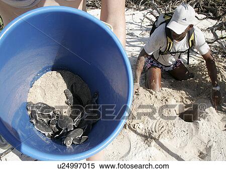 Stock Photography - Green turtle (Chelonia mydas) hatchlings being rescued from damaged nest with floods expected. Bird Island, Seychelles, Indian Ocean . Fotosearch