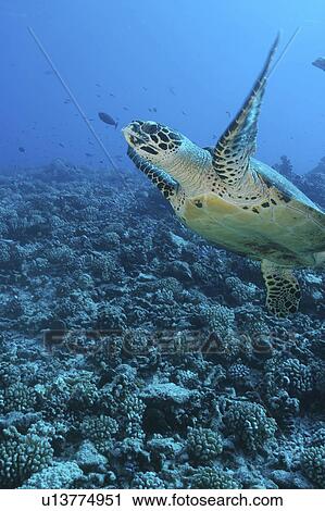 Green Turtle (Chelonia mydas), swimming over coral reef, Rangiroa, French Polynesia, southern Pacific Ocean. View Large Photo Image Stock Image - Green Turtle (Chelonia mydas), swimming over coral reef, Rangiroa, French Polynesia, southern Pacific Ocean.. Fotosearch