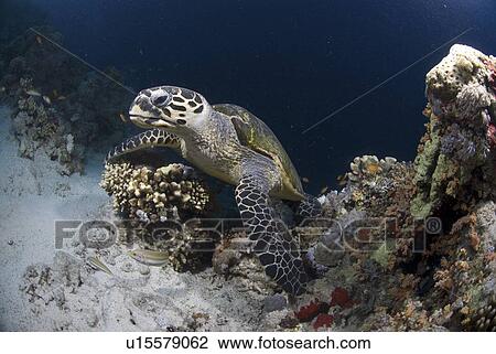 Green Turtle (Chelonia mydas), view of turtle feeding on corals and sponges, Red Sea. View Large Photo Image Stock Image - Green Turtle (Chelonia mydas), view of turtle feeding on corals and sponges, Red Sea.. Fotosearch
