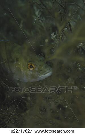 Stock Photo - Green wrasse (Labrus viridus) hiding amongst algae with head clearly showing, Malta, Maltese Islands, Mediterranean. Fotosearch