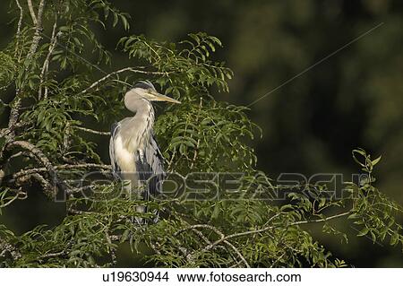 Picture - Grey Heron (Ardea cinerea) perched in a tree. Herons occasionally roost or perch in trees. This one was perched while having a preen and stayed there for at least 3 hours.. Argyll, Scotland. Fotosearch