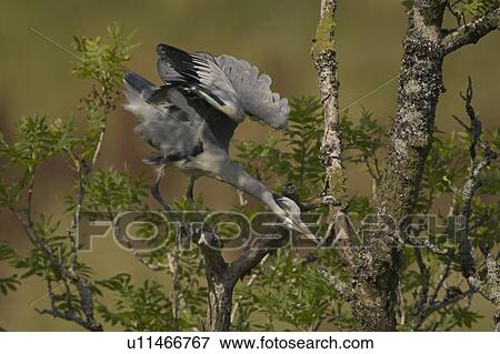 Grey Heron (Ardea cinerea) perched in a tree looking stretching wings and neck looking down. Herons occasionally roost or perch in trees. This one was perched while having a preen and stayed there for at least 3 hours.. Argyll, Scotland View Large Photo Image Stock Photo - Grey Heron (Ardea cinerea) perched in a tree looking stretching wings and neck looking down. Herons occasionally roost or perch in trees. This one was perched while having a preen and stayed there for at least 3 hours.. Argyll, Scotland. Fotosearch