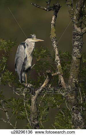 Stock Photograph - Grey Heron (Ardea cinerea) perched in a tree. Herons occasionally roost or perch in trees. This one was perched while having a preen and stayed there for at least 3 hours.. Argyll, Scotland. Fotosearch
