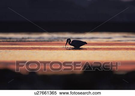Stock Photography - Grey Heron (Ardea cinerea), silhouetted against early morning sunlight., Angus, Scotland, UK. Fotosearch