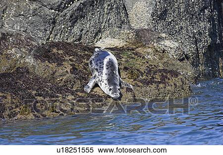 Grey seal (Halichoerus grypus) about to re-enter the water, Grassholm, Pembrokeshire, UK View Large Photo Image Stock Photography - Grey seal (Halichoerus grypus) about to re-enter the water, Grassholm, Pembrokeshire, UK. Fotosearch