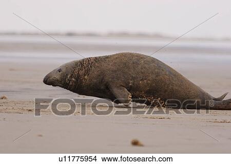Grey seal (Halichoerus grypus) adult male charging aggressively Donna Nook, Lincolnshire, UK View Large Photo Image Picture - Grey seal (Halichoerus grypus) adult male charging aggressively Donna Nook, Lincolnshire, UK. Fotosearch