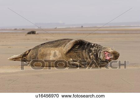 Stock Image - Grey seal (Halichoerus grypus), adult male lying on beach yawning Donna Nook, Lincolnshire, UK. Fotosearch