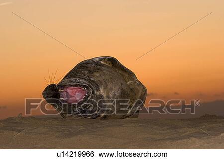Stock Photograph - Grey Seal (Halichoerus grypus) adult male yawns with post-sunset sky behind, Lincolnshire, UK. Fotosearch