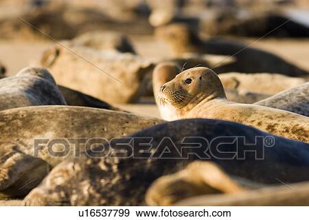 Stock Photo - Grey Seal (Halichoerus grypus) amongst the many other individuals of the colony, Lincolnshire, UK. Fotosearch