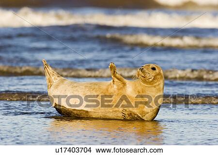 Picture - Grey Seal (Halichoerus grypus) basking in late afternoon sun with tide advancing around it, one flipper raised, Lincolnshire, UK. Fotosearch