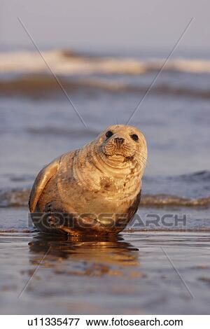 Grey seal (Halichoerus grypus) basking in sunset light Lincolnshire, UK View Large Photo Image Stock Photo - Grey seal (Halichoerus grypus) basking in sunset light Lincolnshire, UK. Fotosearch