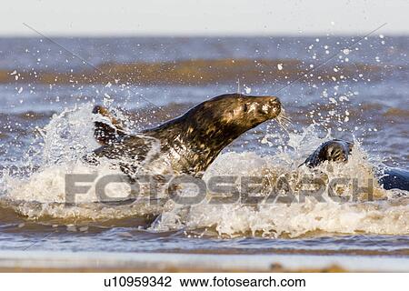 Stock Image - Grey Seal (Halichoerus grypus) female launches from sea in an aggressive encounter with a male, Lincolnshire, UK. Fotosearch