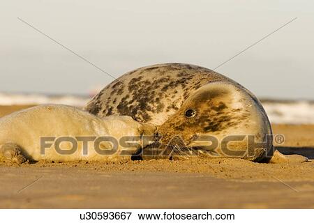 Grey Seal (Halichoerus grypus) female with pup in lanugos coat on beach, Lincolnshire, UK View Large Photo Image Stock Photo - Grey Seal (Halichoerus grypus) female with pup in lanugos coat on beach, Lincolnshire, UK. Fotosearch