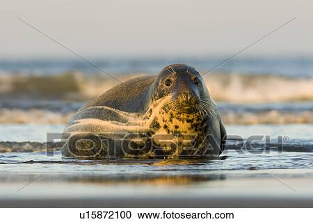 Stock Image - Grey Seal (Halichoerus grypus) in shallow sea, Lincolnshire, UK. Fotosearch