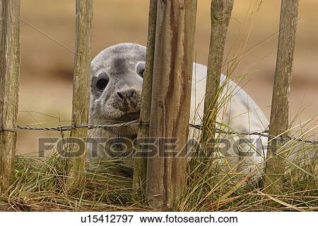 Grey seal (Halichoerus grypus) looking through fence that separates its breeding colony from a footpath from where the public can view the seals Donna Nook, Lincolnshire, UK View Large Photo Image Stock Photo - Grey seal (Halichoerus grypus) looking through fence that separates its breeding colony from a footpath from where the public can view the seals Donna Nook, Lincolnshire, UK. Fotosearch