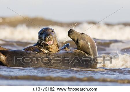 Stock Image - Grey Seal (Halichoerus grypus) male and female appearing to playfully fight in sea, Lincolnshire, UK. Fotosearch