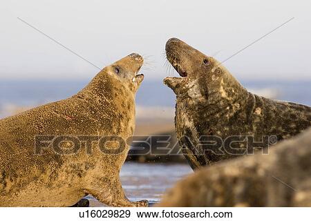 Grey Seal, Halichoerus grypus, male and female face each other in aggressive encounter, Lincolnshire, UK View Large Photo Image Stock Photo - Grey Seal, Halichoerus grypus, male and female face each other in aggressive encounter, Lincolnshire, UK. Fotosearch