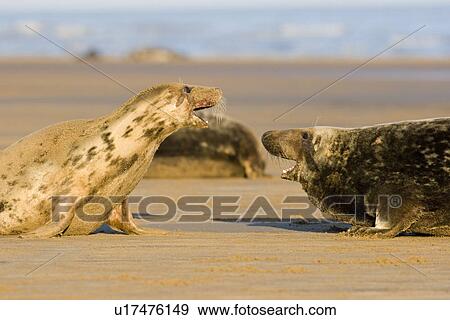 Stock Photo - Grey Seal, Halichoerus grypus, male and female face each other, female showing aggression toward male's advance, Lincolnshire, UK. Fotosearch