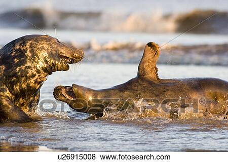 Grey Seal (Halichoerus grypus) male and female, female on her back rejecting male's advances to mate, Lincolnshire, UK View Large Photo Image Stock Photo - Grey Seal (Halichoerus grypus) male and female, female on her back rejecting male's advances to mate, Lincolnshire, UK. Fotosearch