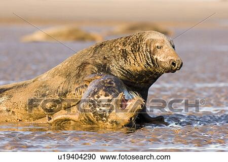 Grey Seal (Halichoerus grypus) male on top of female that remains on her back, apparently resisting male's attempts to mate, Lincolnshire, UK View Large Photo Image Stock Image - Grey Seal (Halichoerus grypus) male on top of female that remains on her back, apparently resisting male's attempts to mate, Lincolnshire, UK. Fotosearch