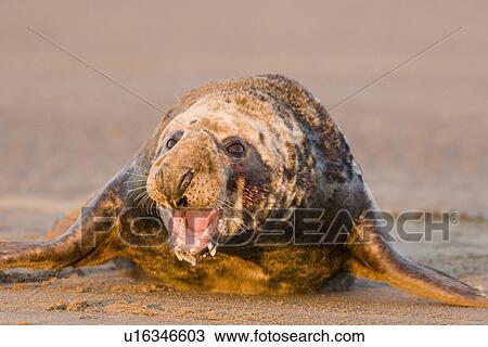 Stock Image - Grey Seal (Halichoerus grypus) male with gaping mouth dripping with saliva reacting aggressively to the approach of another male, Lincolnshire, UK. Fotosearch