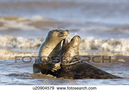 Stock Photo - Grey Seal, Halichoerus grypus, male trying to mate with female in sea, female appearing to embrace male with flipper but resisting male's advance. Lincolnshire, UK. Fotosearch