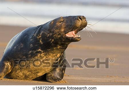 Stock Photograph - Grey Seal (Halichoerus grypus) male with head raised and mouth open on beach, Lincolnshire, UK. Fotosearch