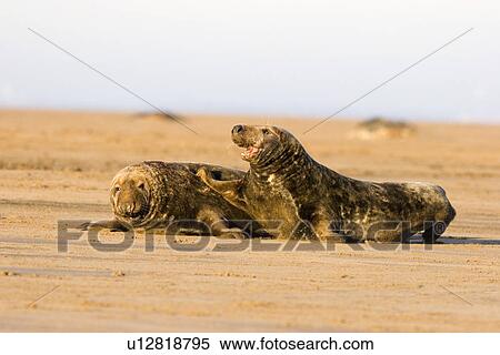 Grey Seal, Halichoerus grypus, male appearing to push another with flipper, Lincolnshire, UK View Large Photo Image Stock Photography - Grey Seal, Halichoerus grypus, male appearing to push another with flipper, Lincolnshire, UK. Fotosearch