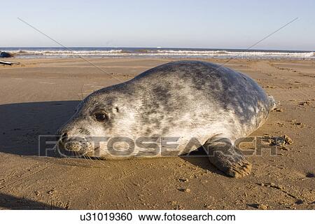 Grey Seal, Halichoerus grypus moulted pup (poss one month old) lies on beach, Lincolnshire, UK View Large Photo Image Stock Image - Grey Seal, Halichoerus grypus moulted pup (poss one month old) lies on beach, Lincolnshire, UK. Fotosearch
