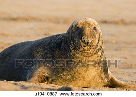 Grey Seal, Halichoerus grypus, on sandy beach Lincolnshire, UK View Large Photo Image Stock Photo - Grey Seal, Halichoerus grypus, on sandy beach Lincolnshire, UK. Fotosearch