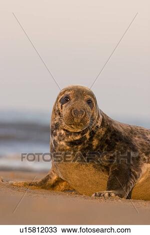 Grey Seal (Halichoerus grypus) portrait of female propped up on flippers looking to camera, Lincolnshire, UK View Large Photo Image Stock Image - Grey Seal (Halichoerus grypus) portrait of female propped up on flippers looking to camera, Lincolnshire, UK. Fotosearch