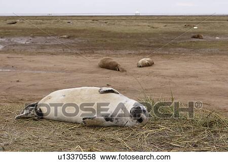 Grey seal (Halichoerus grypus) pup in white lanugo coat with other seals in the breeding ground visible behind, Lincolnshire, UK View Large Photo Image Stock Photo - Grey seal (Halichoerus grypus) pup in white lanugo coat with other seals in the breeding ground visible behind, Lincolnshire, UK. Fotosearch