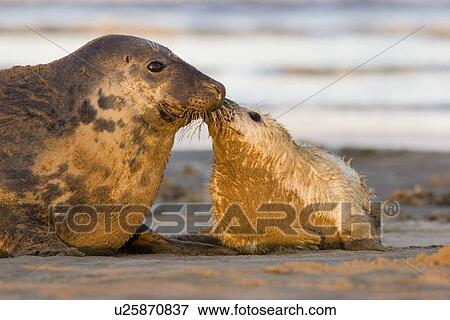 Stock Photo - Grey Seal (Halichoerus grypus) pup in lanugos coat nuzzles its mother, Lincolnshire, UK. Fotosearch