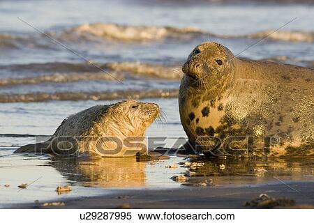 Grey Seal (Halichoerus grypus) pup in lanugos coat next to mother, Lincolnshire, UK View Large Photo Image Stock Photography - Grey Seal (Halichoerus grypus) pup in lanugos coat next to mother, Lincolnshire, UK. Fotosearch