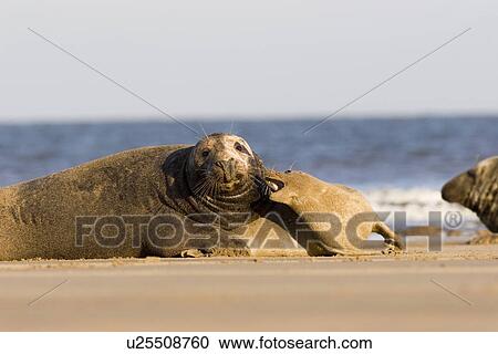 Grey Seal (Halichoerus grypus) pup reacting aggressively toward adult after being harassed by it, Lincolnshire, UK View Large Photo Image Stock Image - Grey Seal (Halichoerus grypus) pup reacting aggressively toward adult after being harassed by it, Lincolnshire, UK. Fotosearch