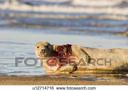 Grey Seal (Halichoerus grypus) with bloody wound from fighting with another seal looks to camera, Lincolnshire, UK View Large Photo Image Stock Photograph - Grey Seal (Halichoerus grypus) with bloody wound from fighting with another seal looks to camera, Lincolnshire, UK. Fotosearch