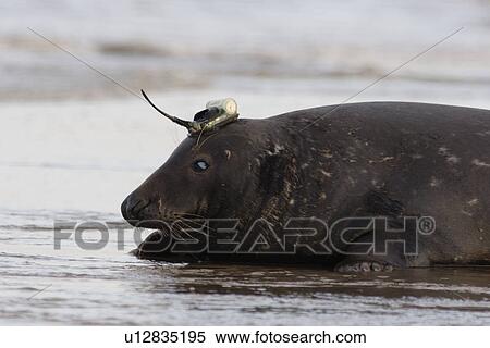 Stock Photography - Grey seal (Halichoerus grypus) with satellite tracking transmitter on its head, Lincolnshire, UK. Fotosearch
