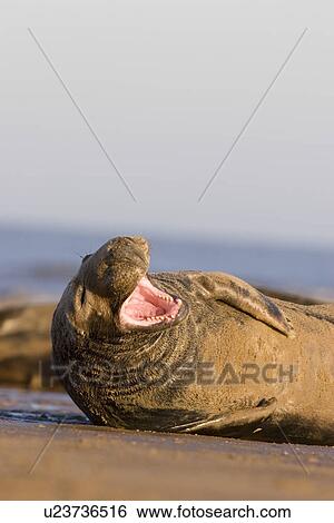 Stock Photograph - Grey Seal, Halichoerus grypus, yawning on beach (humour), Lincolnshire, UK. Fotosearch