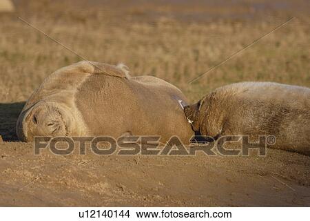 Grey seal (Halichoerus grypus) young pup sucking milk from mother, milk clearly visible Donna Nook, Lincolnshire, UK View Large Photo Image Picture - Grey seal (Halichoerus grypus) young pup sucking milk from mother, milk clearly visible Donna Nook, Lincolnshire, UK. Fotosearch