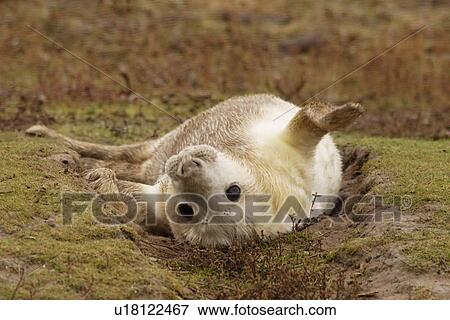 Grey seal (Halichoerus grypus) young pup upside down in a depression in the ground Donna Nook, Lincolnshire, UK View Large Photo Image Stock Photo - Grey seal (Halichoerus grypus) young pup upside down in a depression in the ground Donna Nook, Lincolnshire, UK. Fotosearch