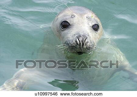 Grey Seal (Halichoerus grypus), young seal. Pembrokeshire, Wales, UK View Large Photo Image Stock Photograph - Grey Seal (Halichoerus grypus), young seal. Pembrokeshire, Wales, UK. Fotosearch