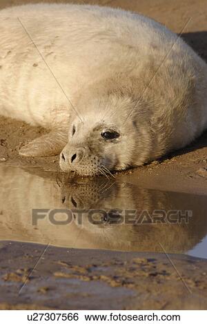 Stock Photograph - Grey seal (Halichoerus grypus) young pup in white lanugo coat with reflection in water, Donna Nook, Lincolnshire, UK. Fotosearch