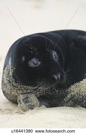 Grey seal pup (Halichoerus grypus) at rest, Norfolk, UK, View Large Photo Image Stock Image - Grey seal pup (Halichoerus grypus) at rest, Norfolk, UK,. Fotosearch