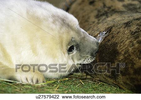 Stock Image - Grey seal pup (Halichoerus grypus) suckling, Lincolnshire, UK. Fotosearch