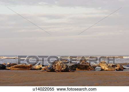 Stock Photography - Grey seals (Halichoerus grypus) basking near sea, Lincolnshire, UK. Fotosearch