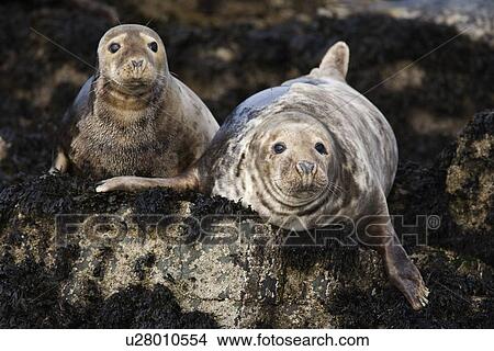 Picture - Grey seals (Halichoerus grypus). Farne Islands, Seahouses, Northumberland, UK. Fotosearch