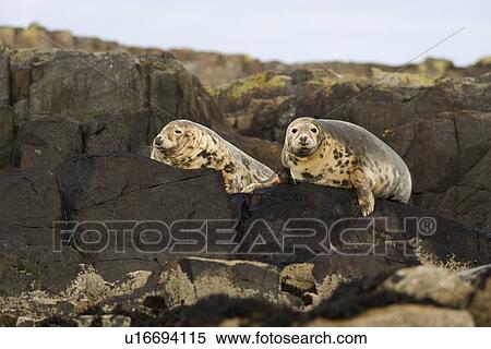 Stock Photography - Grey seals (Halichoerus grypus). Farne Islands, Seahouses, Northumberland, UK. Fotosearch