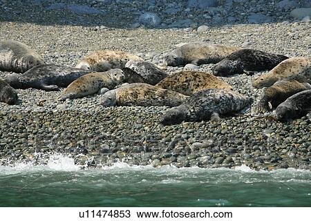 Grey Seals (Halichoerus grypus), group hauled out on beach. Pembrokeshire, Wales, UK View Large Photo Image Stock Image - Grey Seals (Halichoerus grypus), group hauled out on beach. Pembrokeshire, Wales, UK. Fotosearch