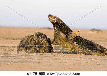 Grey Seals, Halichoerus grypus, male showing aggression and mostly off the ground as it moves to other individual Lincolnshire, UK View Large Photo Image Stock Image - Grey Seals, Halichoerus grypus, male showing aggression and mostly off the ground as it moves to other individual Lincolnshire, UK. Fotosearch