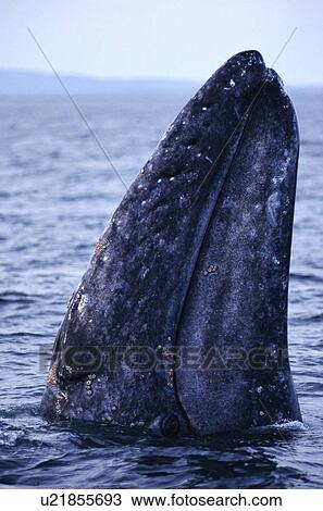 Grey whale (Eschrichtius robustus) spy hopping Baja, California. View Large Photo Image Stock Image - Grey whale (Eschrichtius robustus) spy hopping Baja, California.. Fotosearch